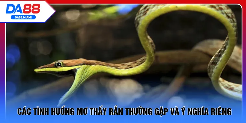 Các tình huống mơ thấy rắn thường gặp và ý nghĩa riêng