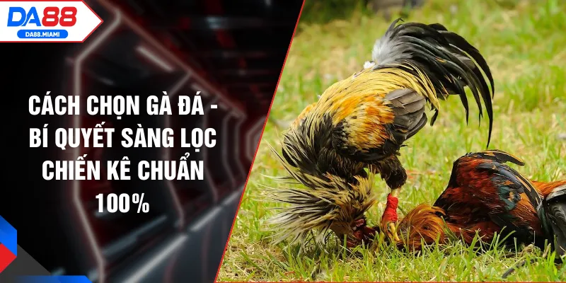Cách Chọn Gà Đá - Bí Quyết Sàng Lọc Chiến Kê Chuẩn 100%