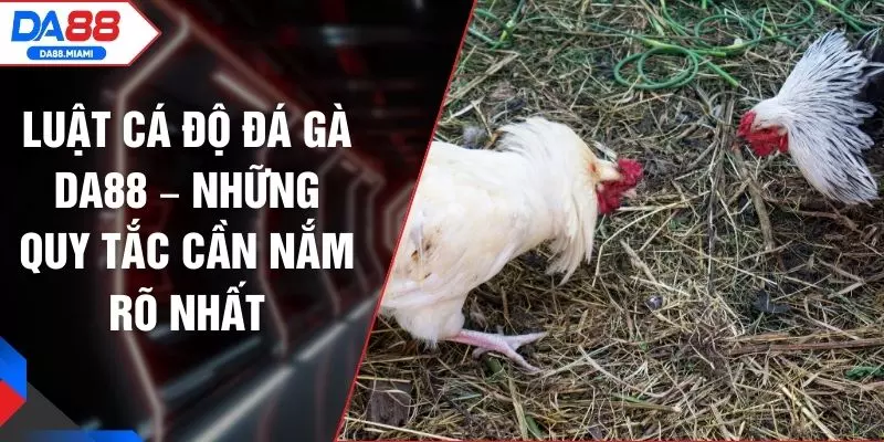 Luật Cá Độ Đá Gà DA88 – Những Quy Tắc Cần Nắm Rõ Nhất