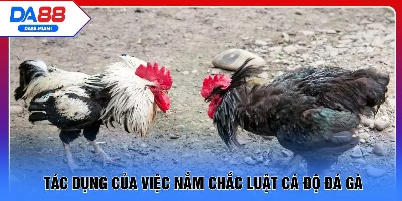 Tác dụng của việc nắm chắc luật cá độ đá gà