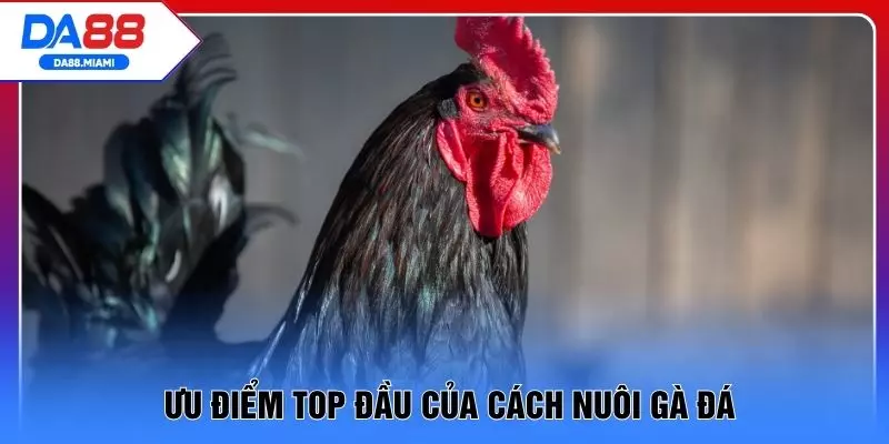 Ưu điểm top đầu của cách nuôi gà đá